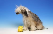 Sad Dog With Yellow Rose Stock Photos
