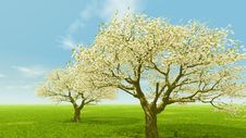 Blossoming Stock Photos Blossoming Stock Photos