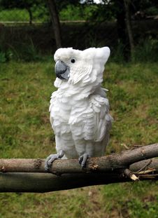 Cockatoo Stock Photography Cockatoo Stock Photography