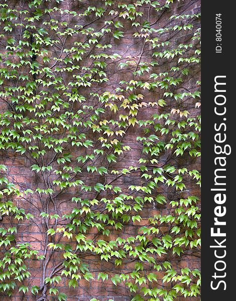 Ivy on a brick wall.