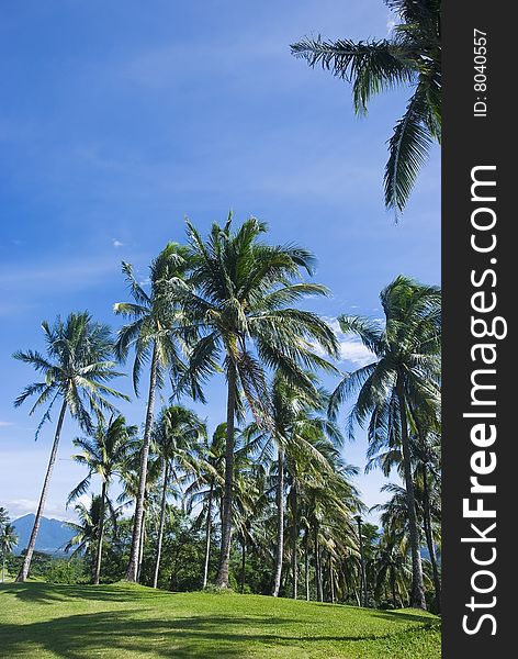 View of coconut trees in a golf course; Philippines