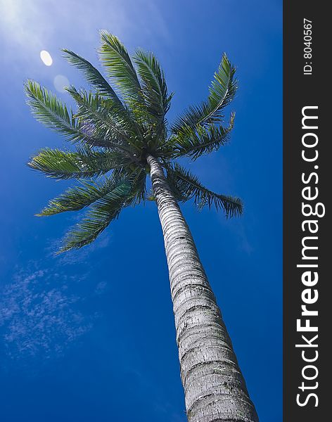 The view from below; coconut tree against blue sky