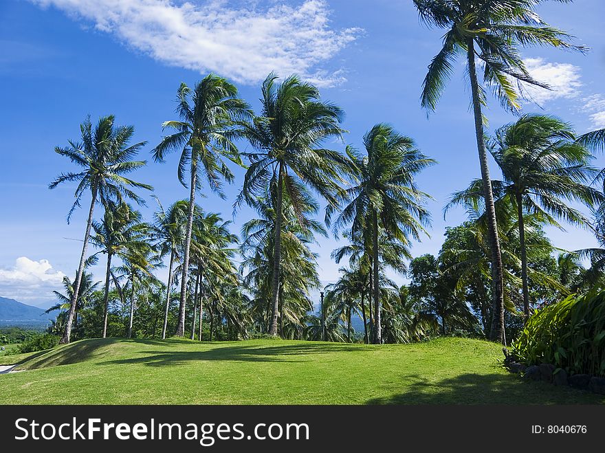 Coconut trees in golf course