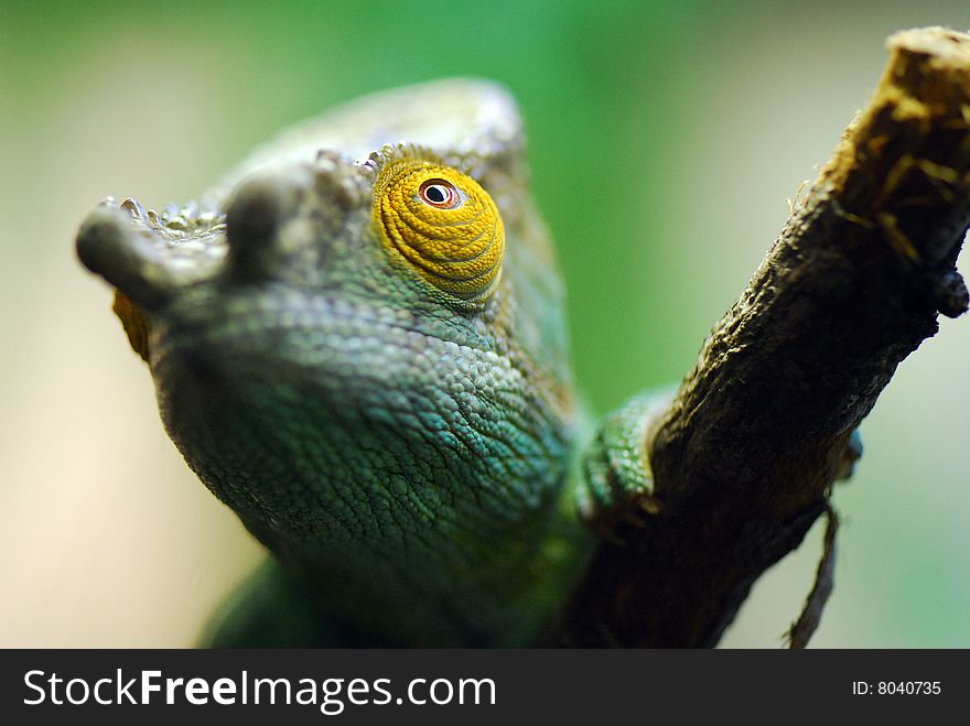 Green iguana looking upwards closeup