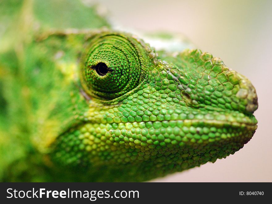 Green iguana close up portrait. Green iguana close up portrait