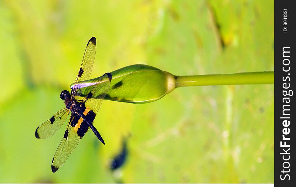 Dragonfly landed on a waterlily. Dragonfly landed on a waterlily