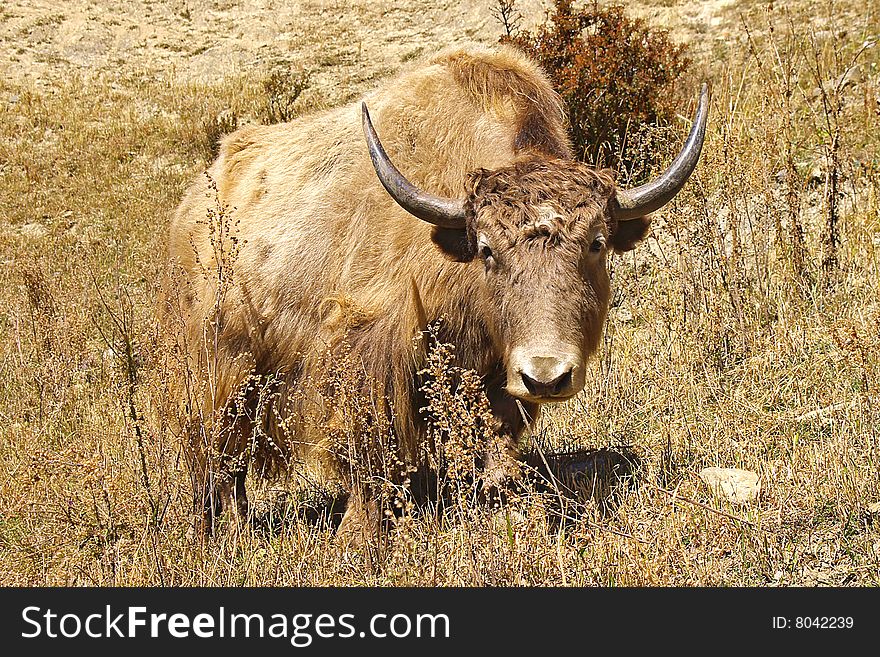 On a photo: Yak on the pasture