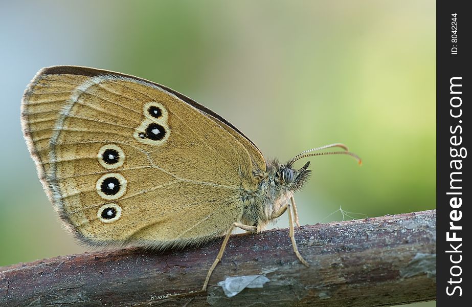 The Ringlet (aphantopus hyperantus) sitting on a branch. The Ringlet (aphantopus hyperantus) sitting on a branch