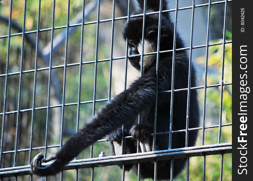 White-cheeked gibbon is shut in the cage.