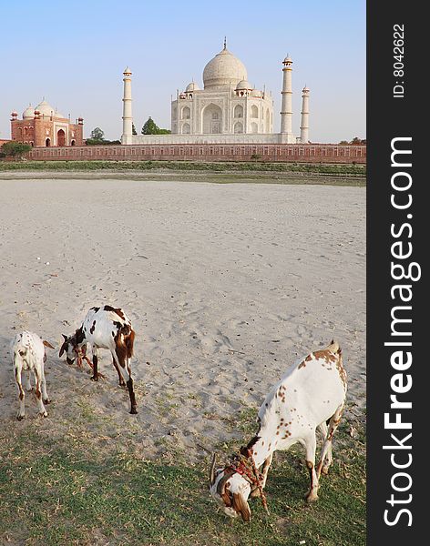 Goats on grass with Taj Mahal in background