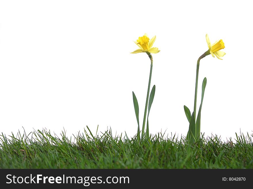 Daffodils in the studio isolated on white