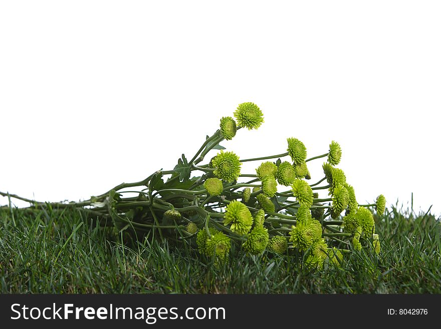 Green flowers isolated on white in the studio