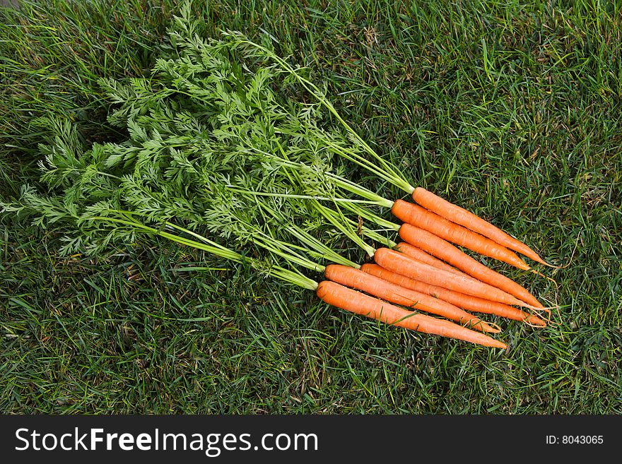 Carrots in the garden on the grass. Carrots in the garden on the grass