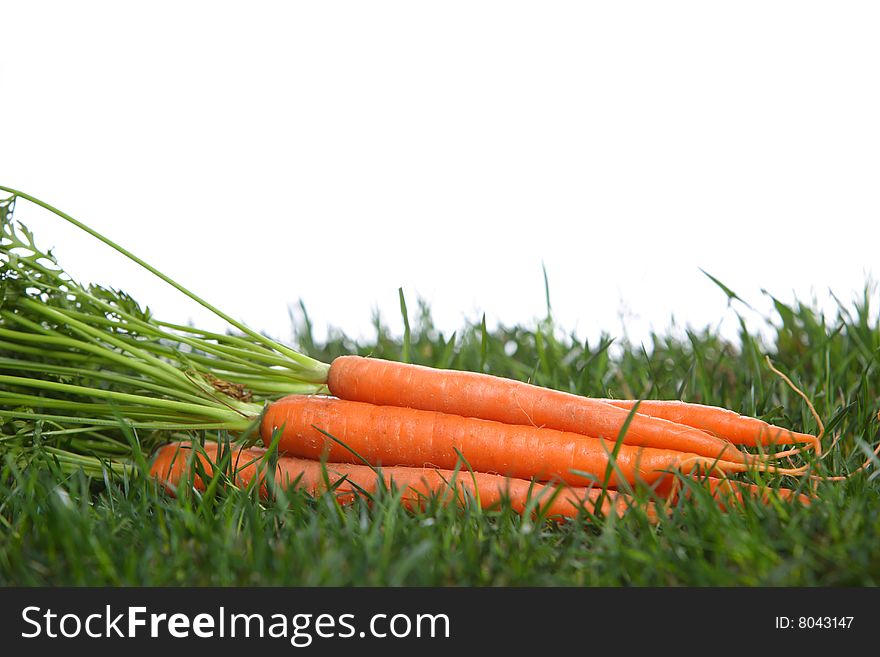 Carrots in the garden on the grass. Carrots in the garden on the grass
