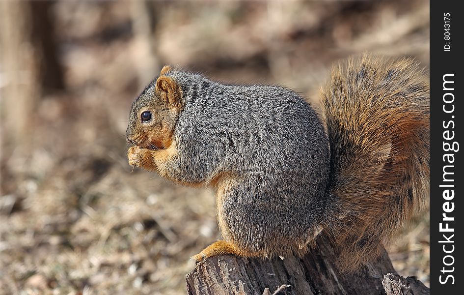 Fox squirrel sitting in tree stump eating. Fox squirrel sitting in tree stump eating