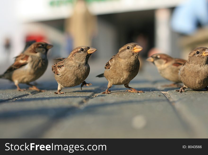 Fun Sparrows