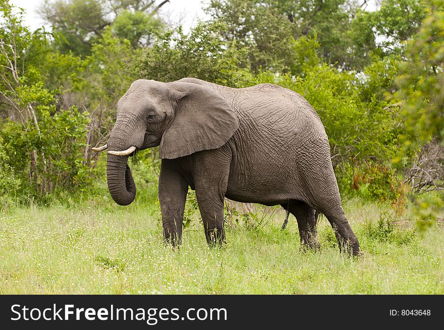 Elephant in Kruger Park, South Africa