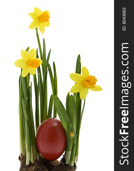 Easter eggs with yellow narcissus, tradition at the Easter time