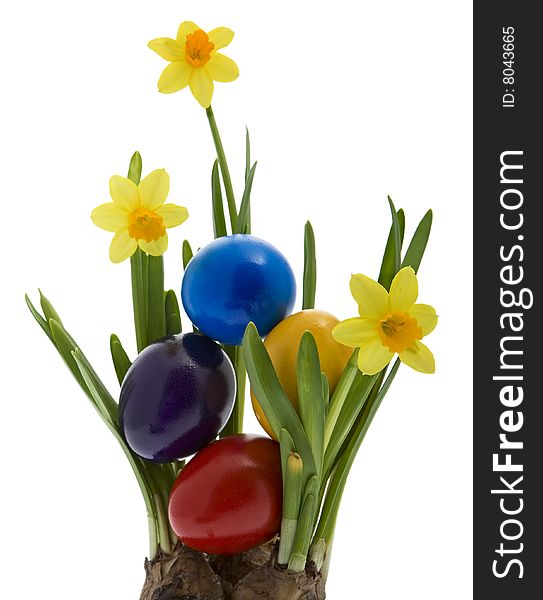 Easter eggs with yellow narcissus, tradition at the Easter time