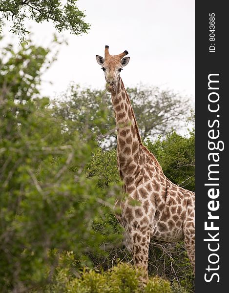 Giraffe in kruger national park