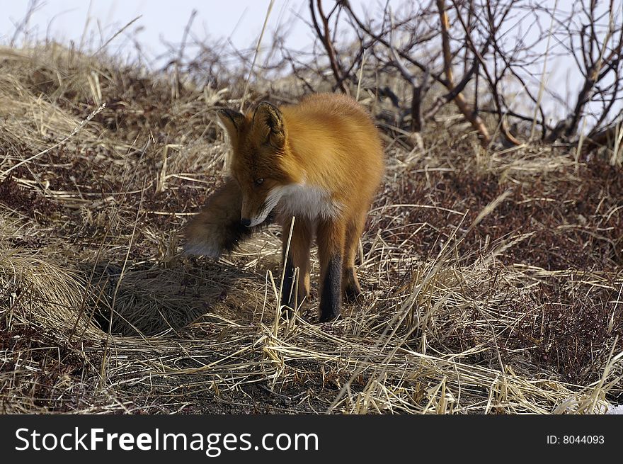 Watchful red fox in its natural habitat. Kamchatka