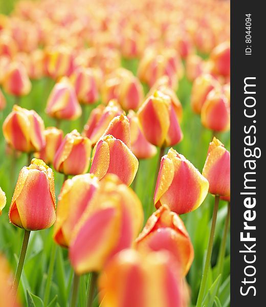 Field With Candylike Tulips