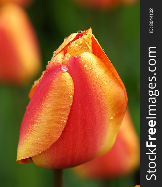 Tulip With Dewdrops