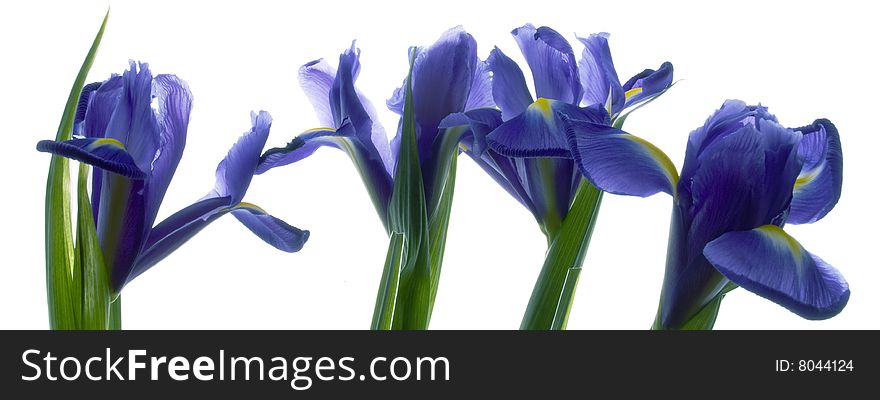 Colorful spring flowers isolated on white