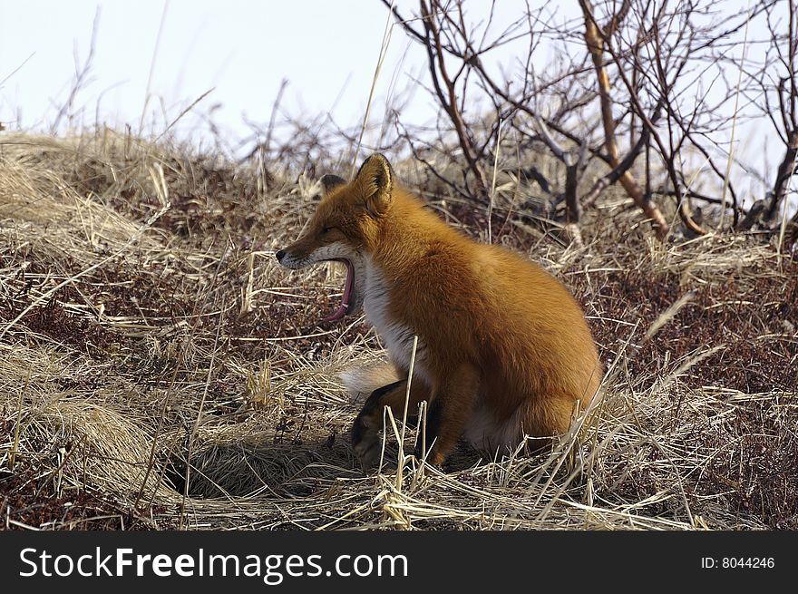Watchful red fox in its natural habitat. Kamchatka