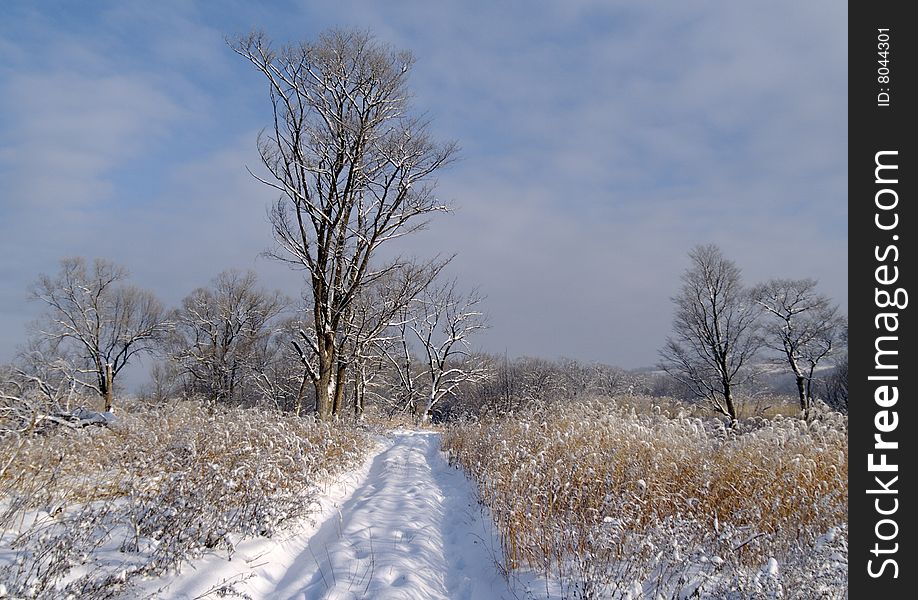 Winter landscape solar morning after a snowfall