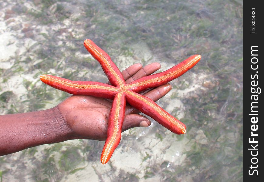 Starfish (Linckia)