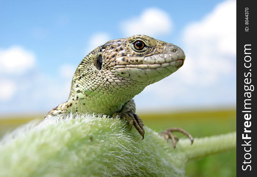 Green lizard  is watching his environment