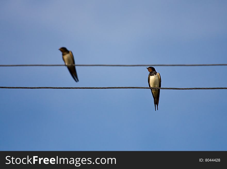 Swallows On Wires