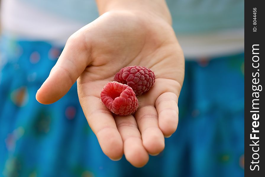 Young girl's palm holding two ripe raspberries. Young girl's palm holding two ripe raspberries