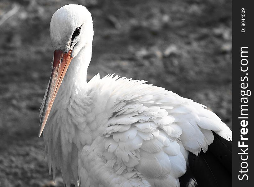 Black and white stork looking