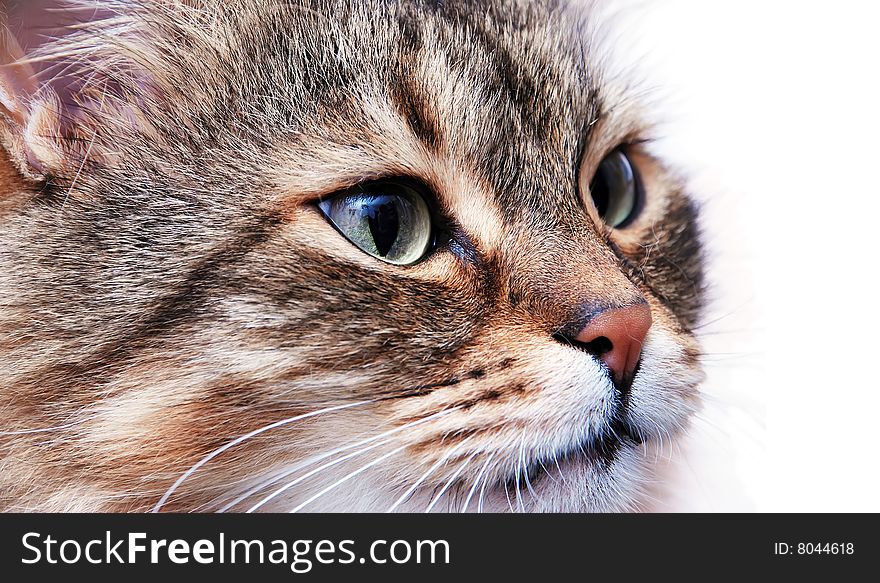 Funny Shorthair cat with beautiful eyes. Funny Shorthair cat with beautiful eyes