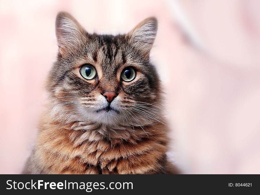Funny Shorthair cat with beautiful eyes. Funny Shorthair cat with beautiful eyes