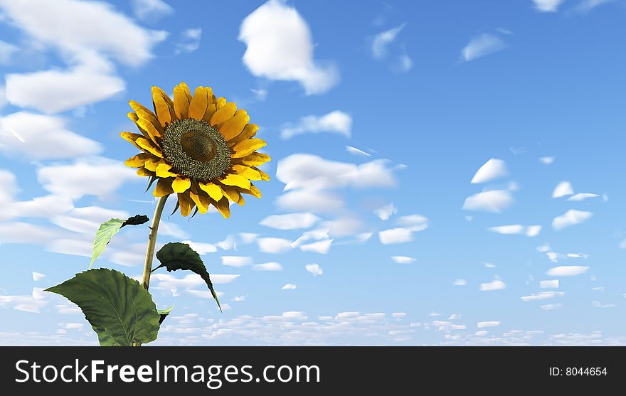 Beautiful sunflower against the blue sky