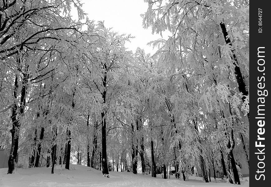 Winter in threes, frost forest in black and white picture