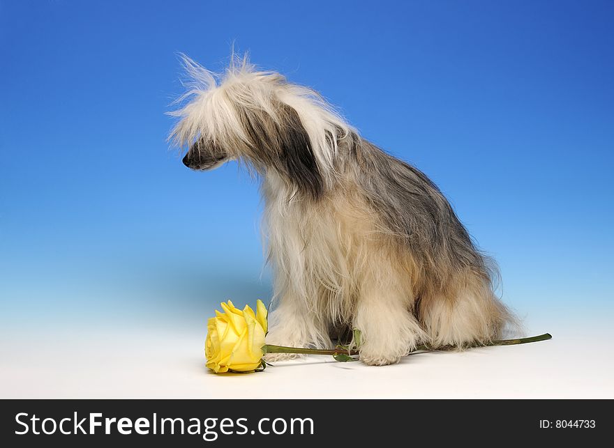 Sad dog with yellow rose