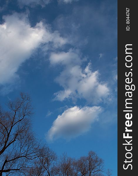 Beauty clouds and tree in the blue sky