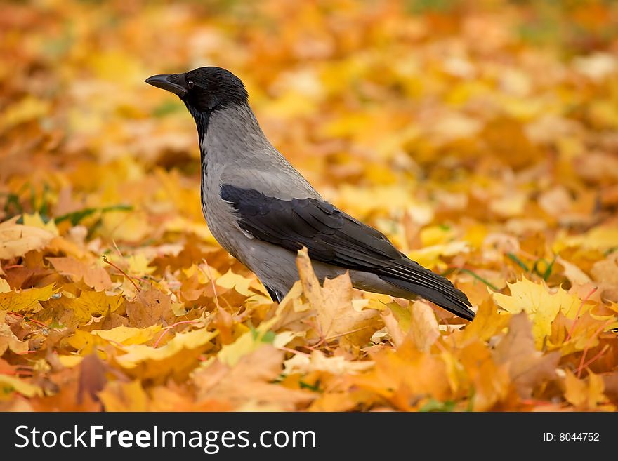 Crow on fallen autumn leaves. Crow on fallen autumn leaves