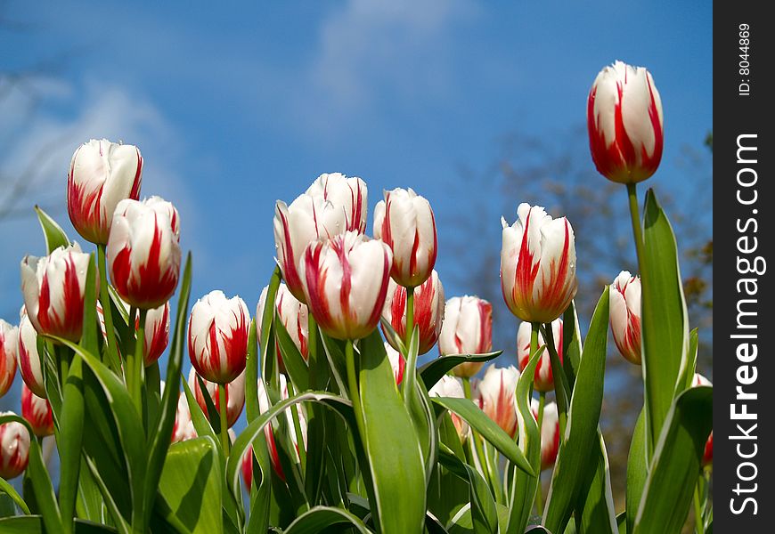 Red and white tulips over a bright blue sky