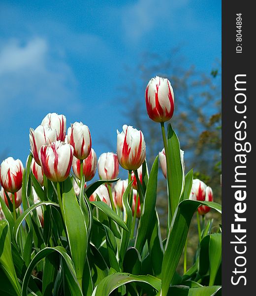 Red and white tulips over a bright blue sky