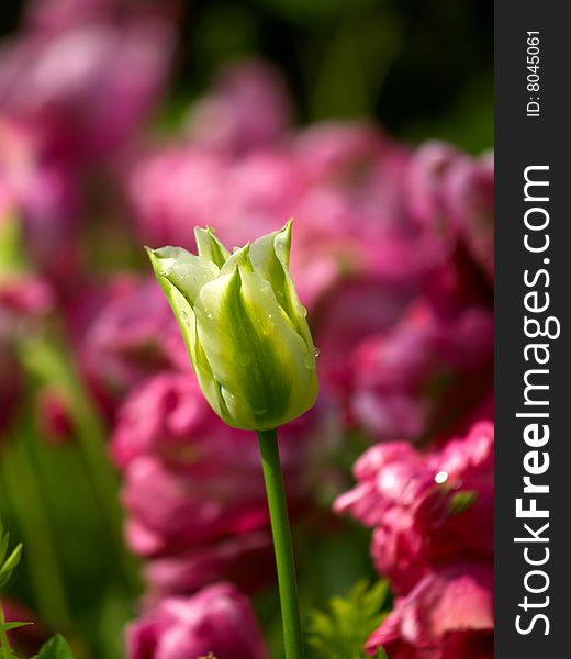 White tulip with dewdrops over a purple flowerbed background