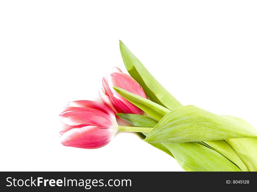 Two pink tulips on white ground