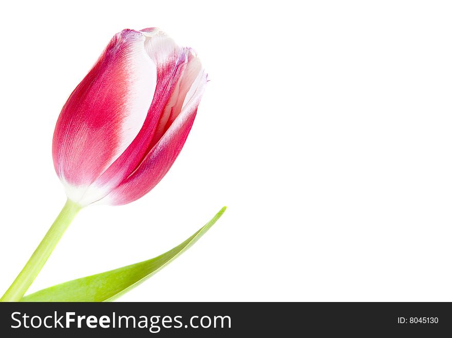 Pink tulip on white ground