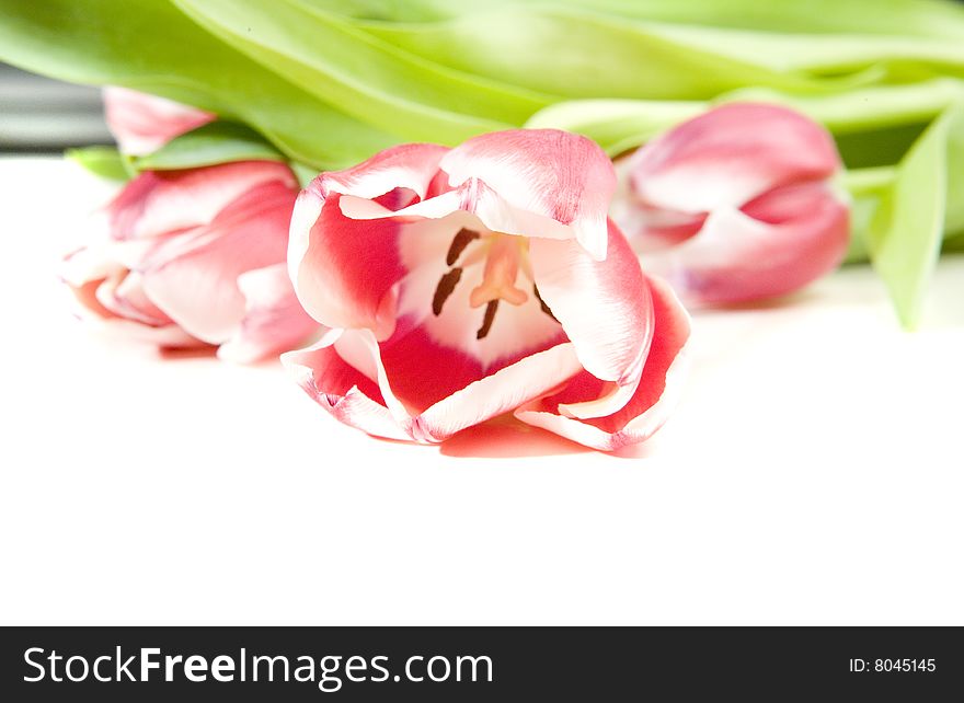 Pink tulips on white ground