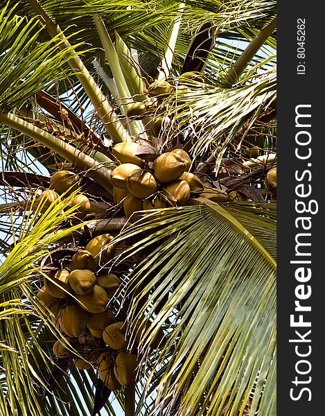 Looking up on coconut palm in Kerala, India