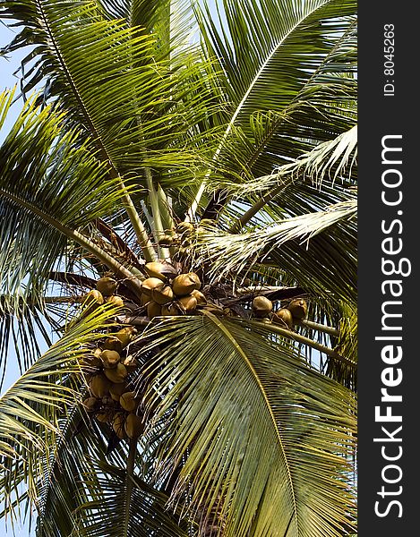 Looking up on coconut palm in Kerala, India